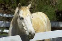 Horse Behind a Fence